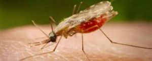 En 271,8% aumentaron los casos de malaria en Bolívar en 18 semanas